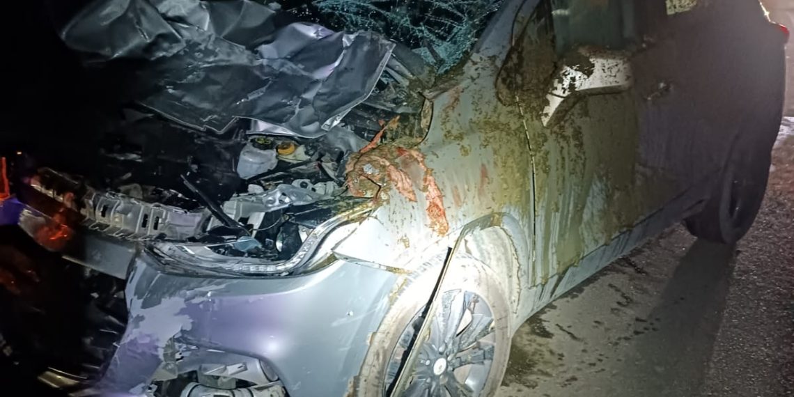 Mulher fica ferida após atropelar cavalo na BR-459; animal morreu