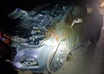 Mulher fica ferida após atropelar cavalo na BR-459; animal morreu