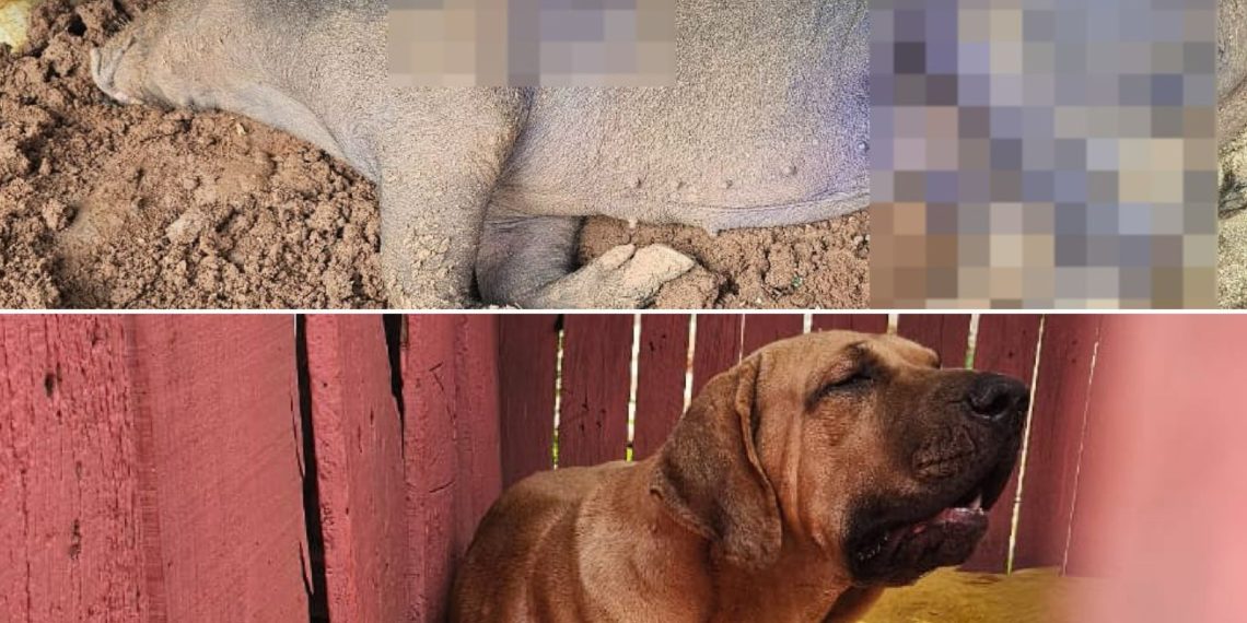 Operação da Polícia Civil resgata vários animais em condições precárias em São José do Rio Pardo