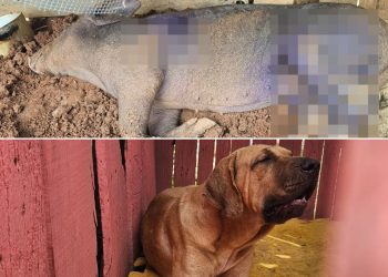 Operação da Polícia Civil resgata vários animais em condições precárias em São José do Rio Pardo