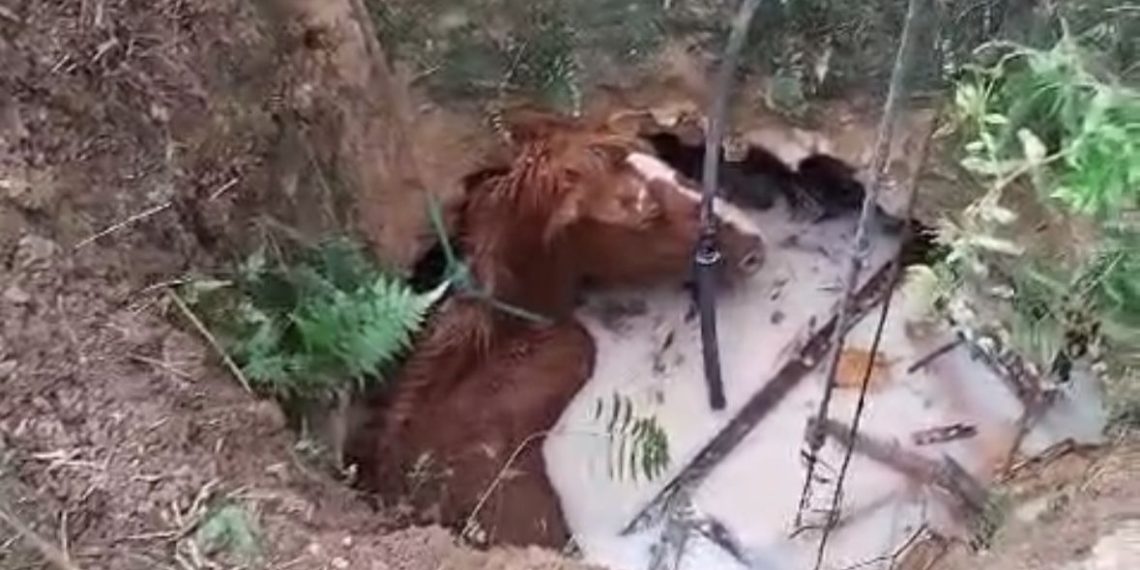 Bombeiros de Poços resgatam cavalo que caiu em cisterna