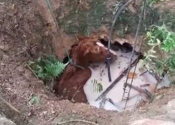 Bombeiros de Poços resgatam cavalo que caiu em cisterna