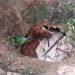 Bombeiros de Poços resgatam cavalo que caiu em cisterna