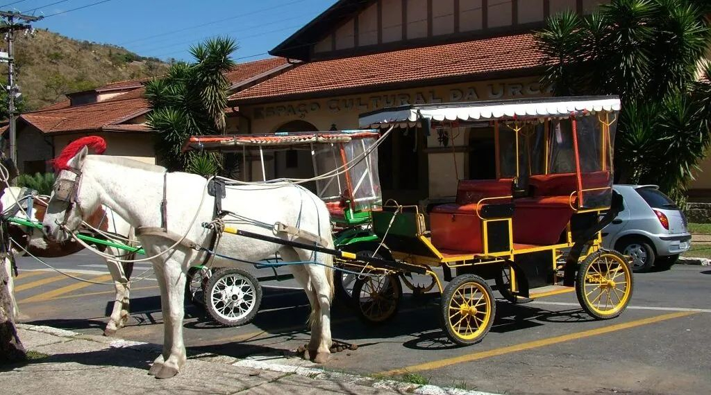 Cavalos usados em charretes passam por perícia após decisão da Justiça