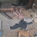 Idoso e animais são vítimas de maus-tratos em São José do Rio Pardo