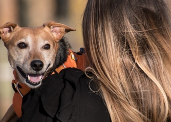 Fevereiro Roxo alerta para doenças degenerativas em animais idosos