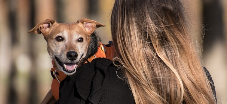 Fevereiro Roxo alerta para doenças degenerativas em animais idosos