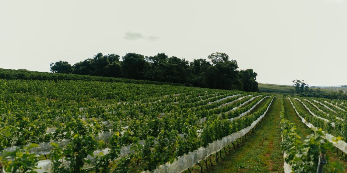 Certificado! Vinhos do Sul de Minas recebem selo de indicação geográfica