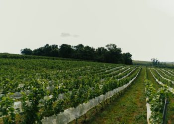 Certificado! Vinhos do Sul de Minas recebem selo de indicação geográfica