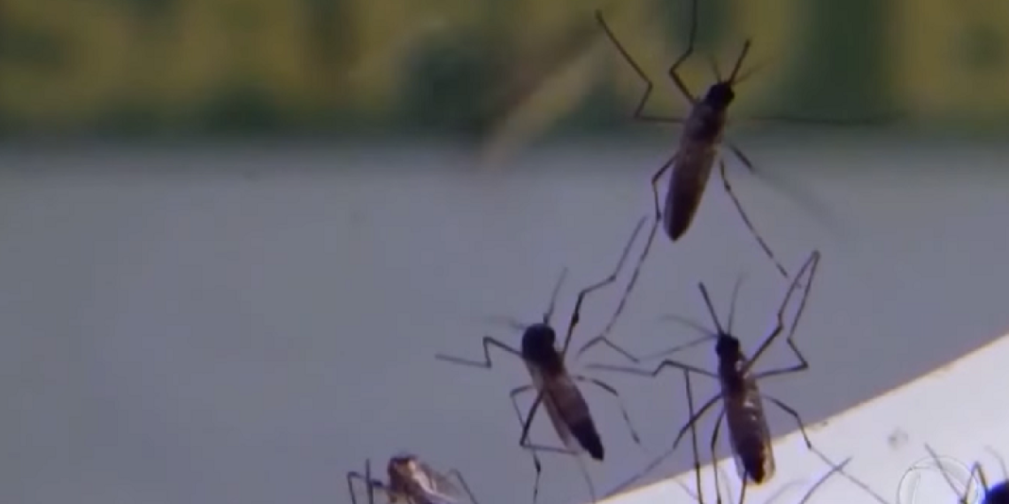 Minas Gerais registra cinco novas mortes por dengue em 48h