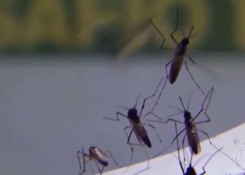 Minas Gerais registra cinco novas mortes por dengue em 48h