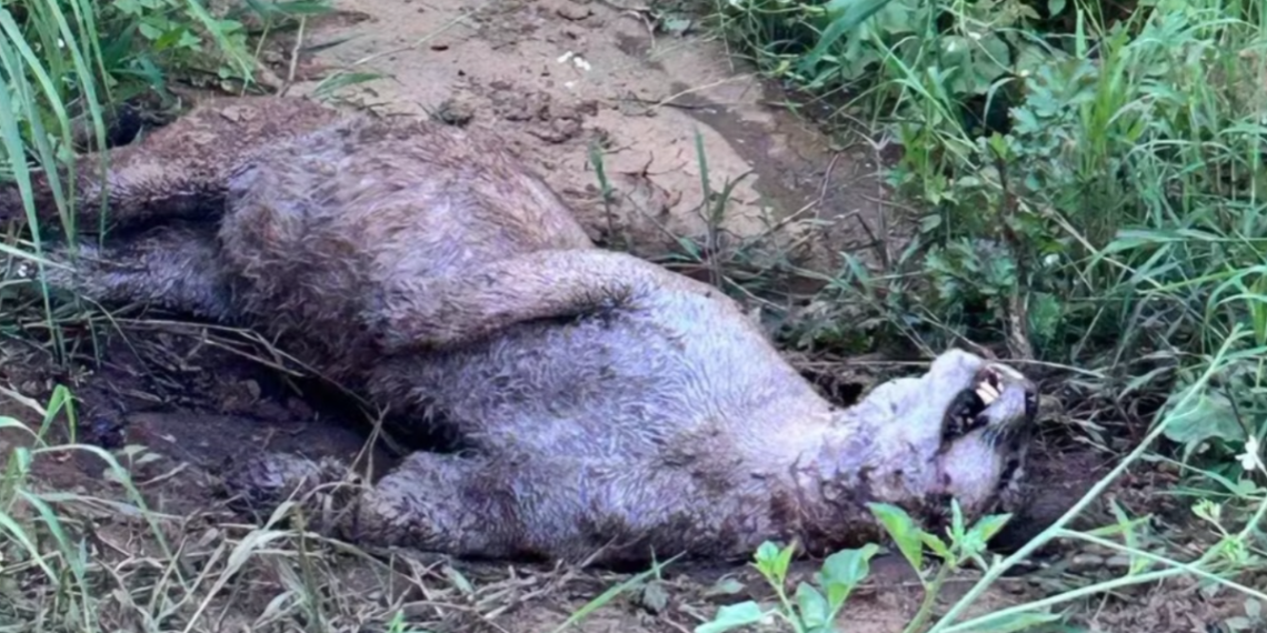Onça-parda é econtrada morta com tiro em Águas da Prata