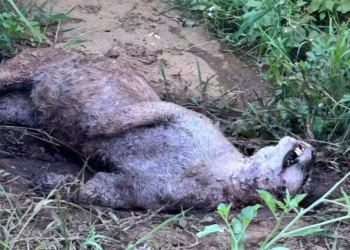 Onça-parda é econtrada morta com tiro em Águas da Prata
