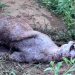 Onça-parda é econtrada morta com tiro em Águas da Prata
