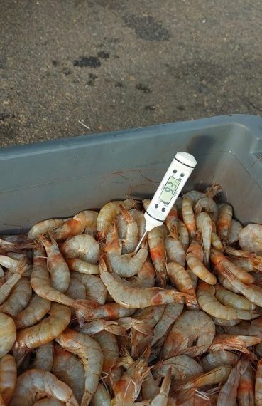 Carga de camarão imprópria para consumo é apreendida pela PRF