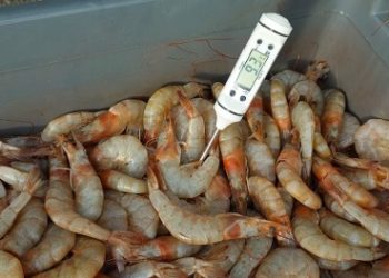 Carga de camarão imprópria para consumo é apreendida pela PRF