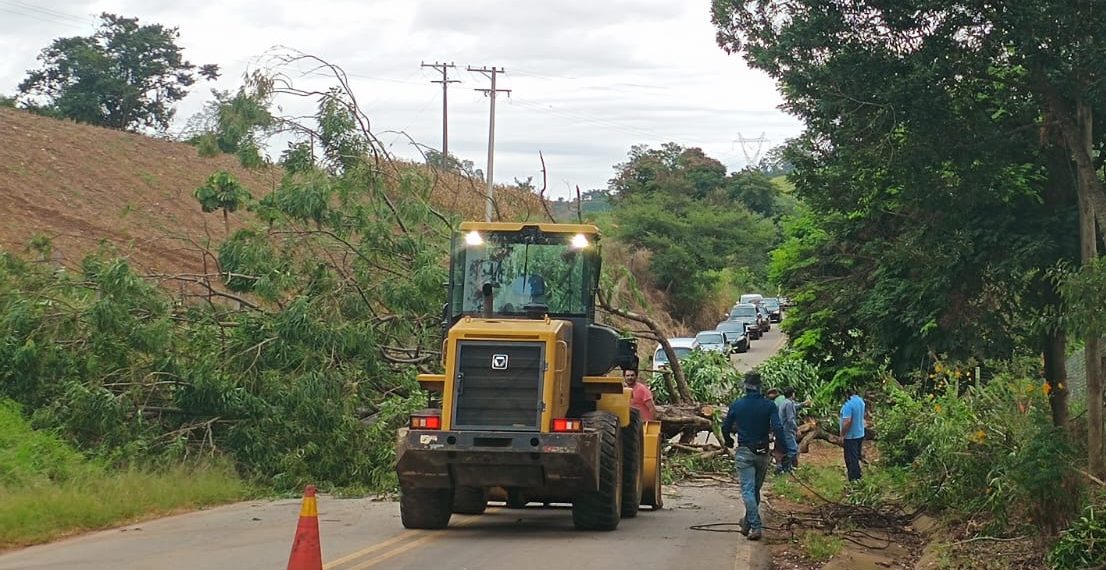 Árvore de médio porte interrompe tráfego entre Campestrinho e Divinolândia