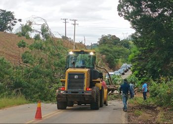 Árvore de médio porte interrompe tráfego entre Campestrinho e Divinolândia