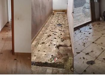 Cães em situação de maus-tratos são resgatados no Sul de Minas