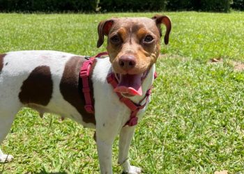 Cadelinha se assusta com bonecos gigantes do Carnaval de Poços e foge