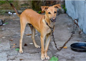 Deputados aprovam PL que torna crime acorrentar animais em Minas Gerais