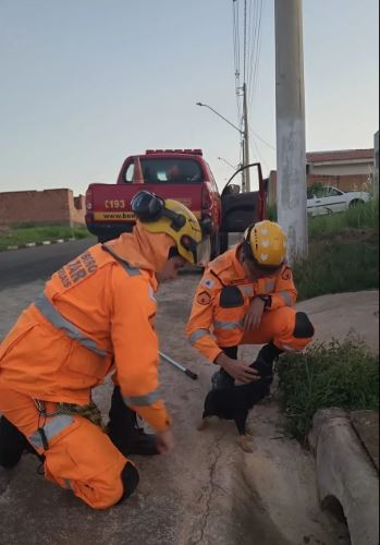 Corpo de Bombeiros resgata cachorro que ficou preso em um bueiro