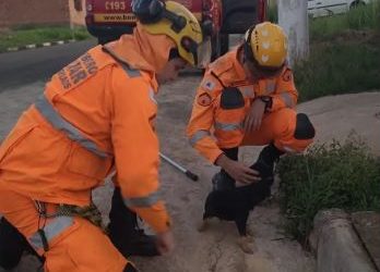 Corpo de Bombeiros resgata cachorro que ficou preso em um bueiro