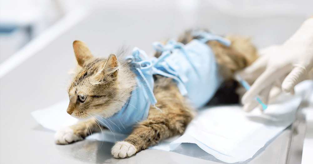 Cadastro para castração de cães e gatos volta na segunda-feira (10)