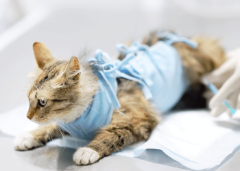 Cadastro para castração de cães e gatos volta na segunda-feira (10)