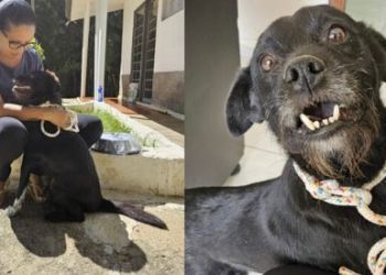 Cachorro perdido é reencontrado após dois anos por meio de publicação de adoção da Prefeitura