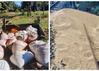 PCSP prende homens após furto de sacas de soja