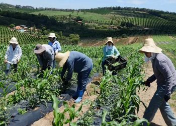 Governo Federal vai beneficiar 582 famílias de trabalhadores rurais em Minas Gerais