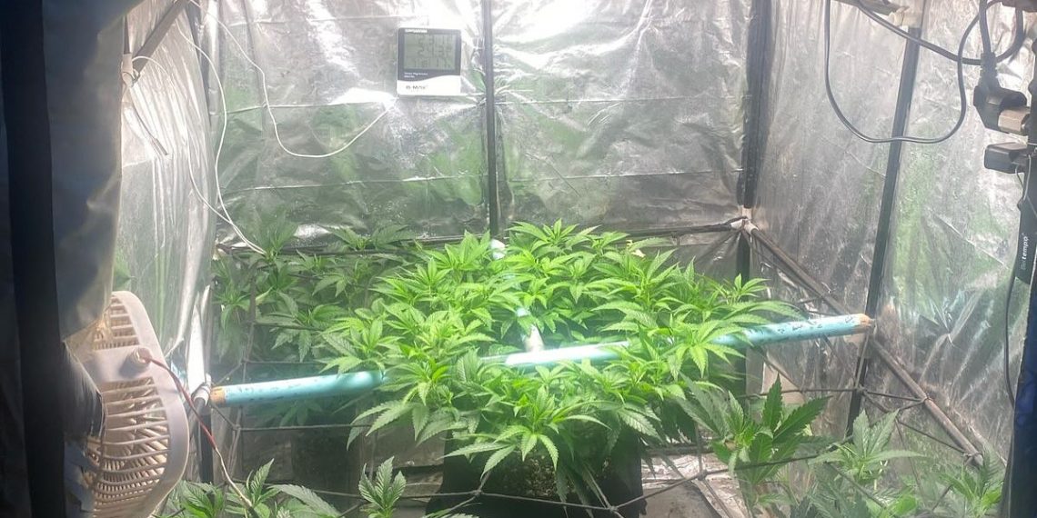 Polícia Militar descobre estufa de maconha em residência de Andradas