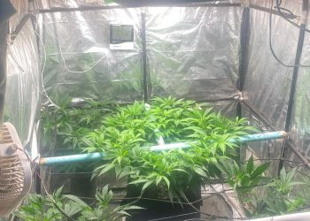 Polícia Militar descobre estufa de maconha em residência de Andradas