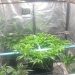Polícia Militar descobre estufa de maconha em residência de Andradas