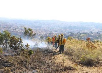 Últimos dias para se inscrever! Corpo de Bombeiros de Minas Gerais seleciona brigadistas florestais