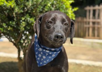 Com 14 cães adotados, campanha da Prefeitura tem alta de 37% nas adoções em 2025