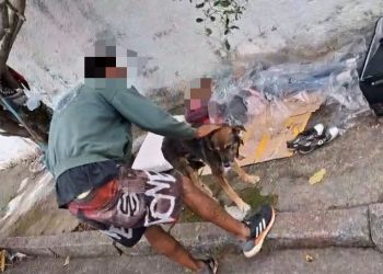 Ajude o Rex: cachorro com fratura é acolhido e associação pede ajuda