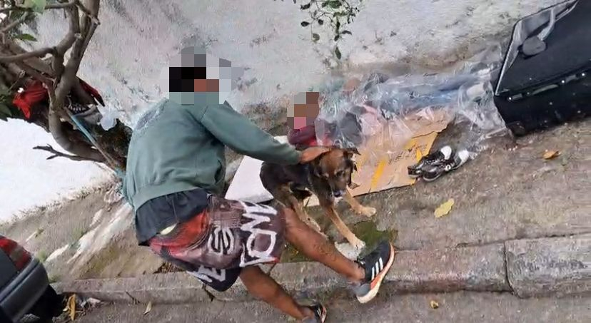 Ajude o Rex: cachorro com fratura é acolhido e associação pede ajuda