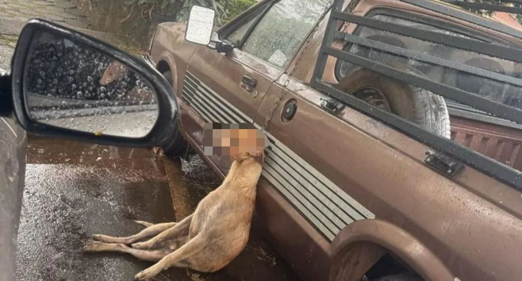 Cachorro morre enforcado após pular de veículo em MG