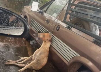 Cachorro morre enforcado após pular de veículo em MG