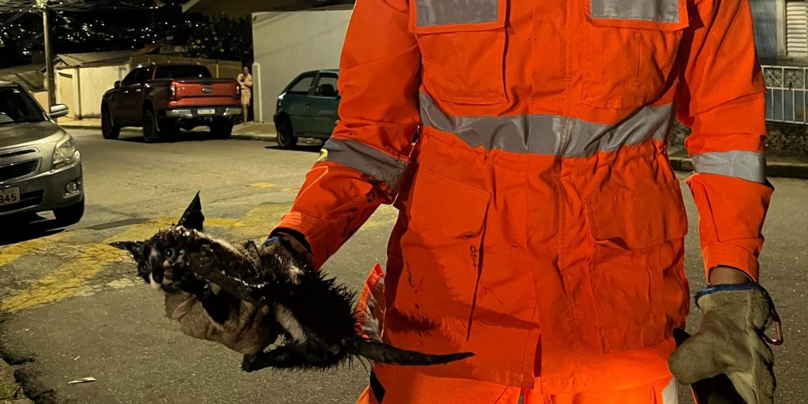 Bombeiros resgatam filhote de gato preso em tubulação de residência em Poços de Caldas