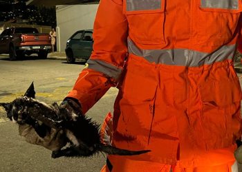 Bombeiros resgatam filhote de gato preso em tubulação de residência em Poços de Caldas