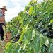 Alta no preço do café contrasta com prejuízos de produtores no Sul de Minas após calote de armazéns