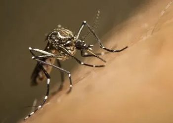 Primeiro caso de febre amarela em humano é confirmado em Poços de Caldas