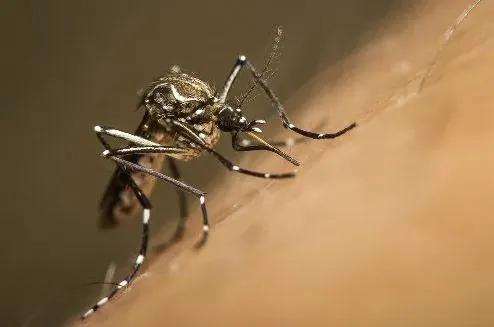 Primeiro caso de febre amarela em humano é confirmado em Poços de Caldas