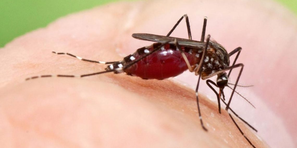 Idosa morre por dengue em São João da Boa Vista