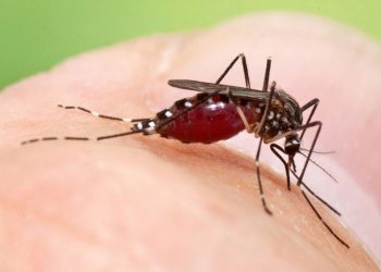 Idosa morre por dengue em São João da Boa Vista