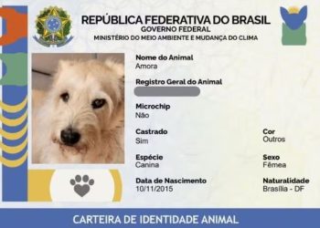 ‘RG Animal’: veja o passo a passo de como criar o documento gratuito para cães e gatos