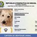‘RG Animal’: veja o passo a passo de como criar o documento gratuito para cães e gatos